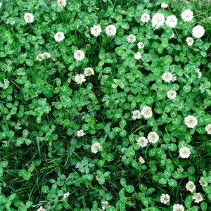 An example of mature white dutch clover.