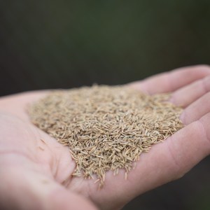 Grass seed.