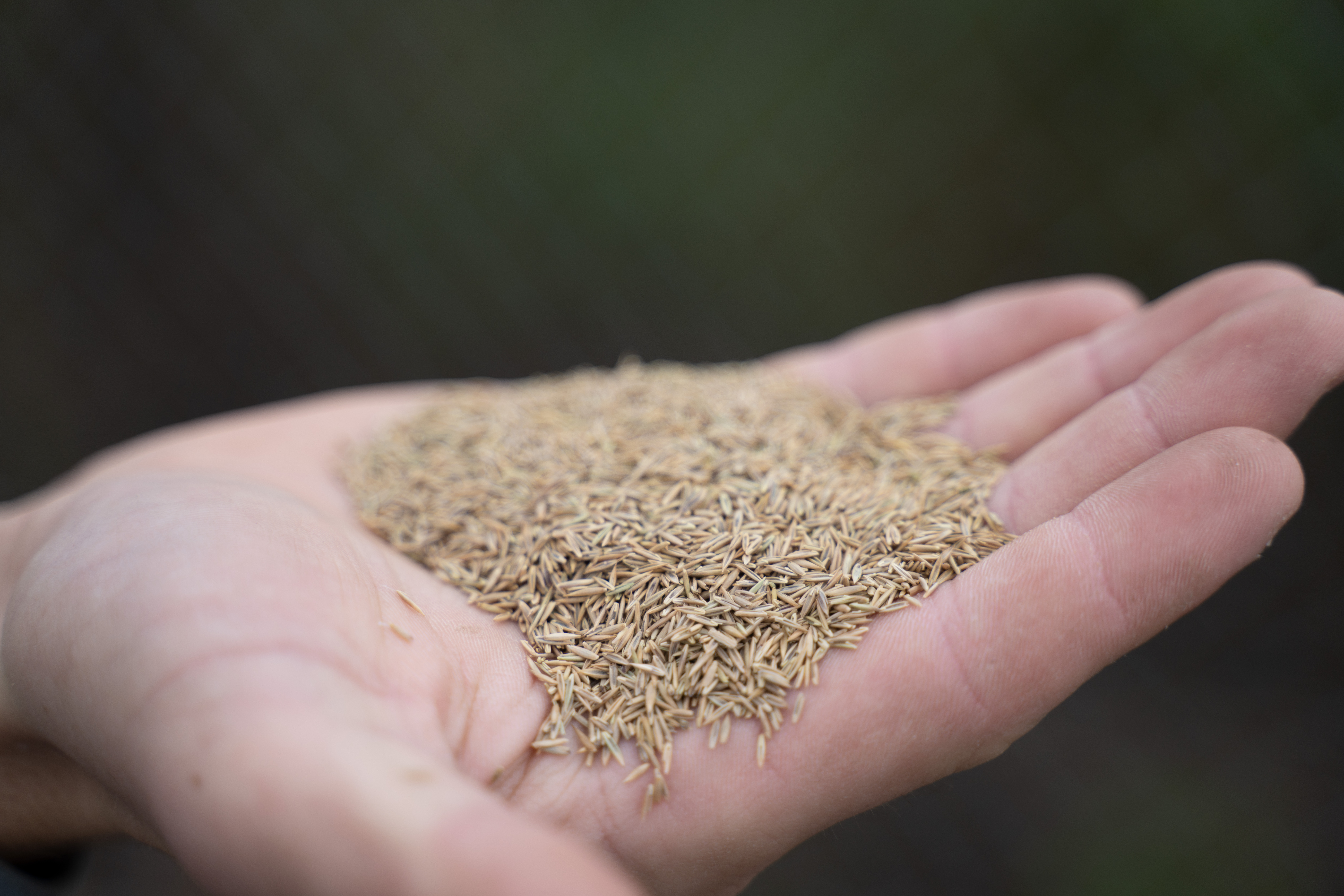 Grass seed.