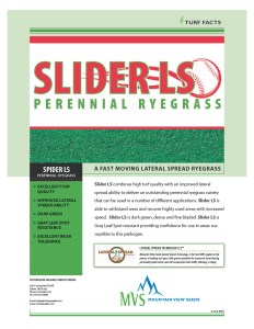 Information sheet for Slider LS Perennial Ryegrass seed variety.