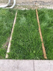 King Kentucky grass seed product from Ontario Lawn Products